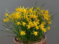 Narcissus 'Coo'